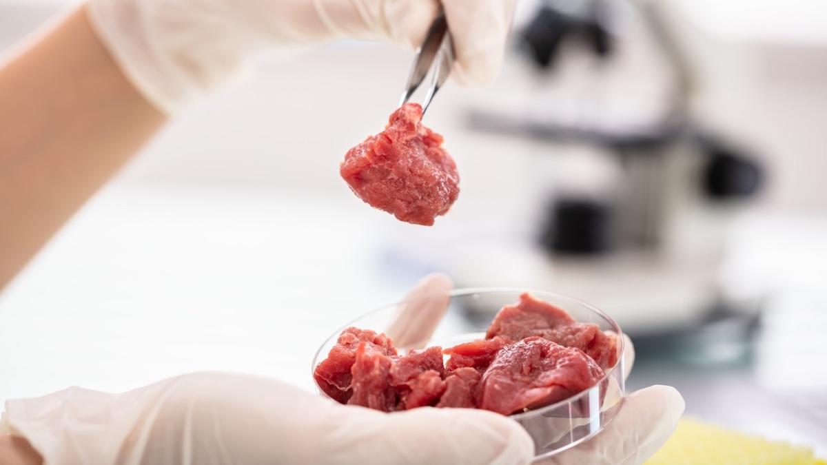 carne crescuta laborator buna consum