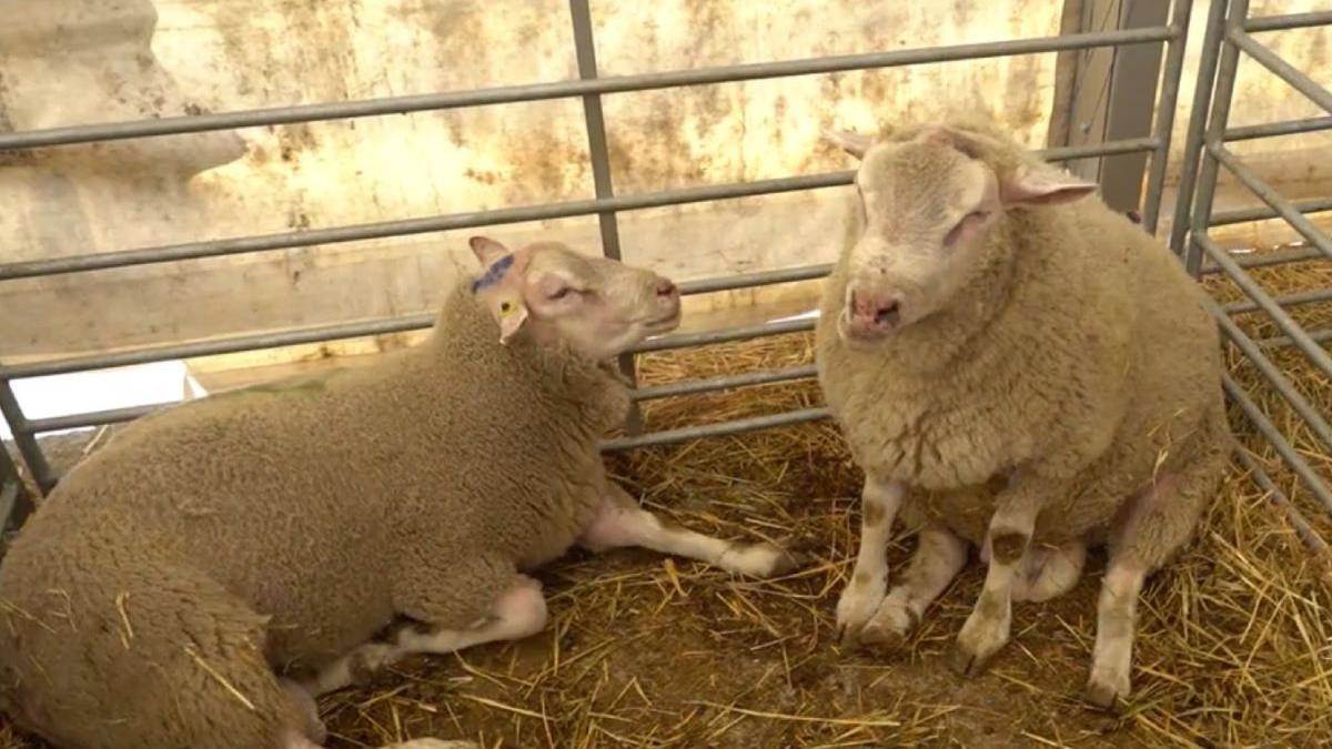 prolific noua rasa oi specialisti institutul palas constanta