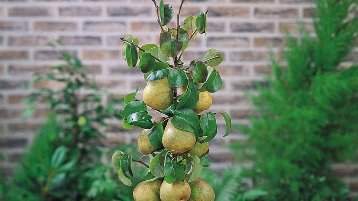 afla cum poti castiga bani rapid prin achizitii de pomi fructiferi