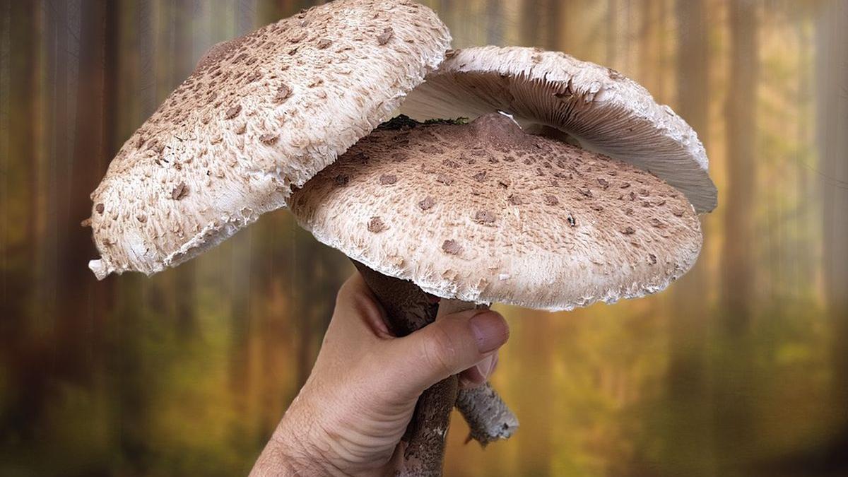 cati bani castiga roman culege ciuperci australia