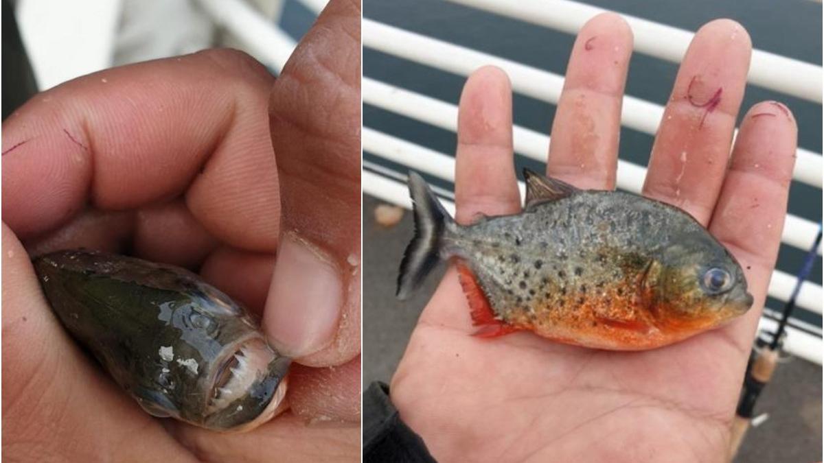 garda mediu alerta peste ucigas piranha