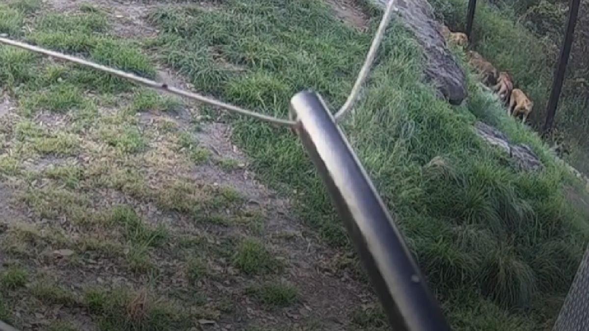 gradina zoologica sydney imagini cinci lei evadeaza