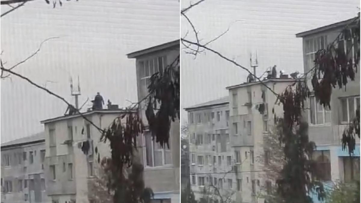 porc taiat bloc baia mare