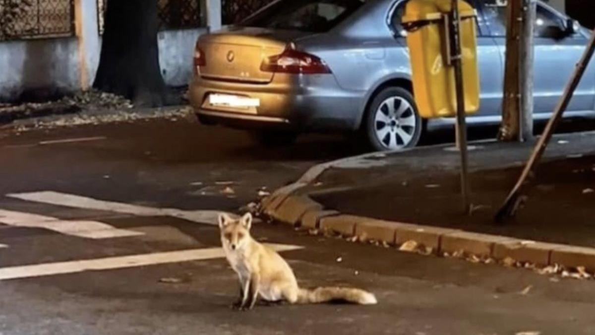 vulpe palatul cotroceni