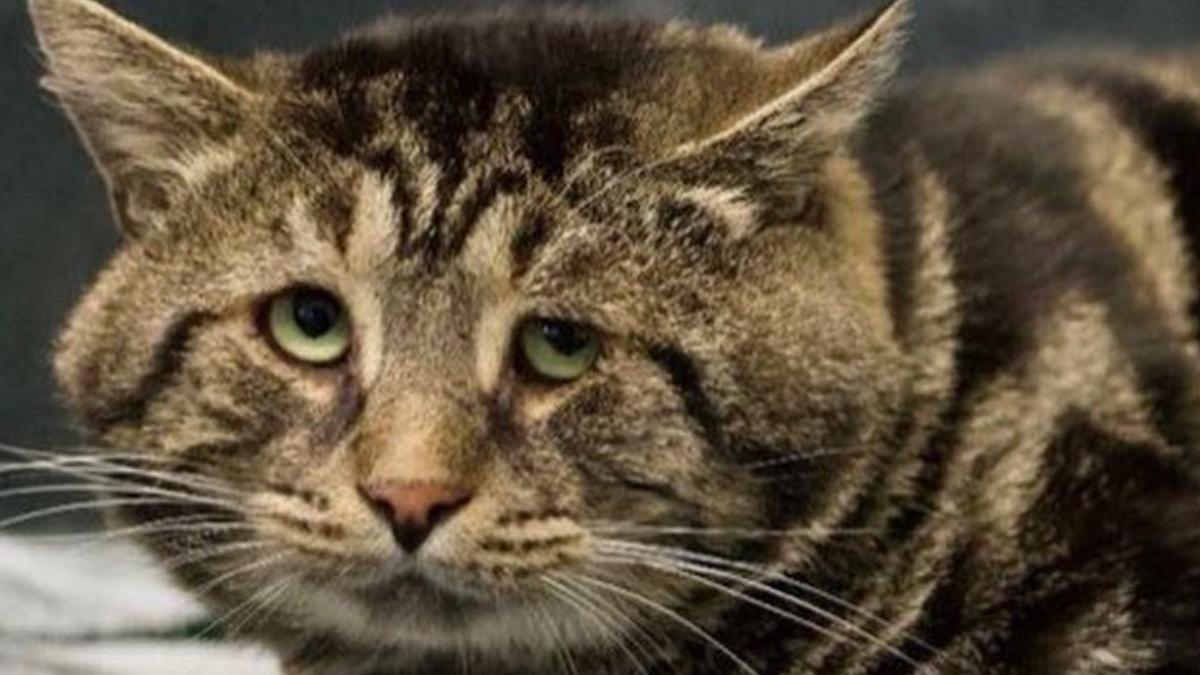 fishtopher cea mai trista pisica din lume a fost adoptata cuplu baltimore