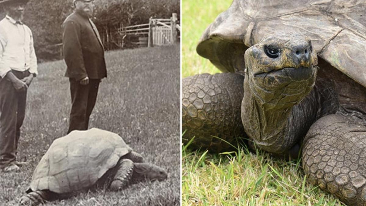 cel mai batran animal terestru testoasa jonathan implinit 190 ani