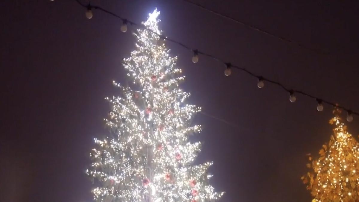 pom craciun bacau bradul din pisa indreptat glume