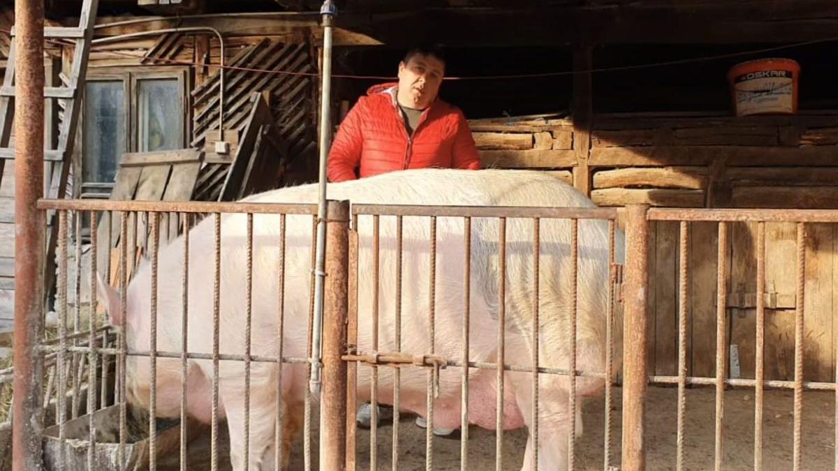 cel mai mare porc romania jardel 600 kilograme