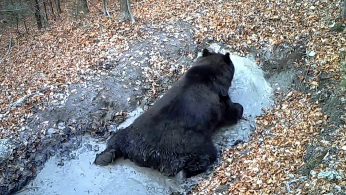 urs balaceste balta muntii bucegi viral
