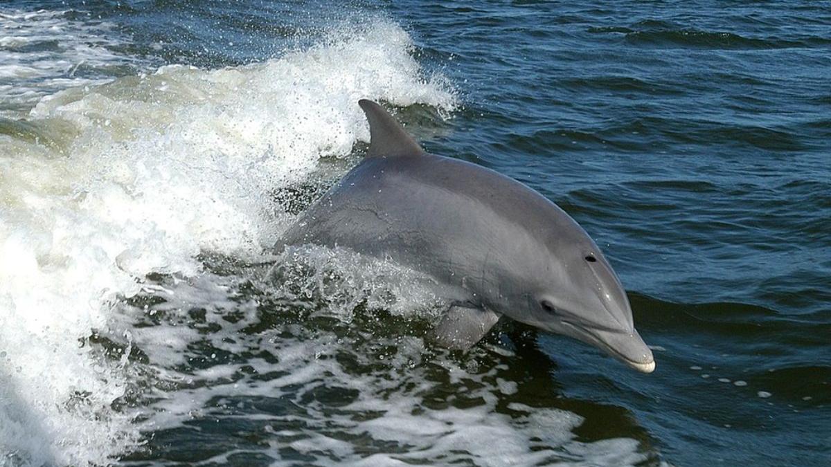 delfini morti marea neagra volodimir zelenski