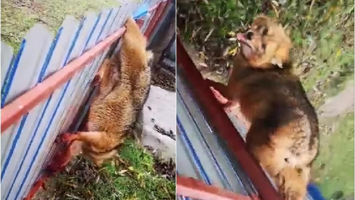 sacal prins gard gospodarie crisan tulcea dunare