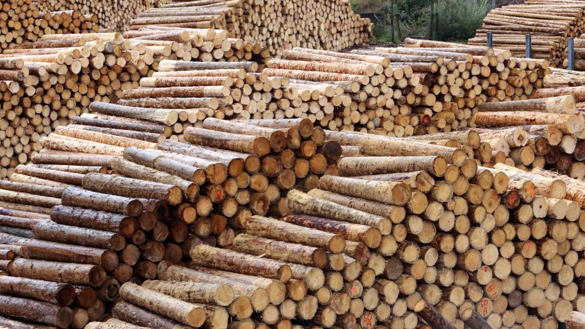 panica holzindustrie schweighofer kronospan romani materie prima scandal schengen