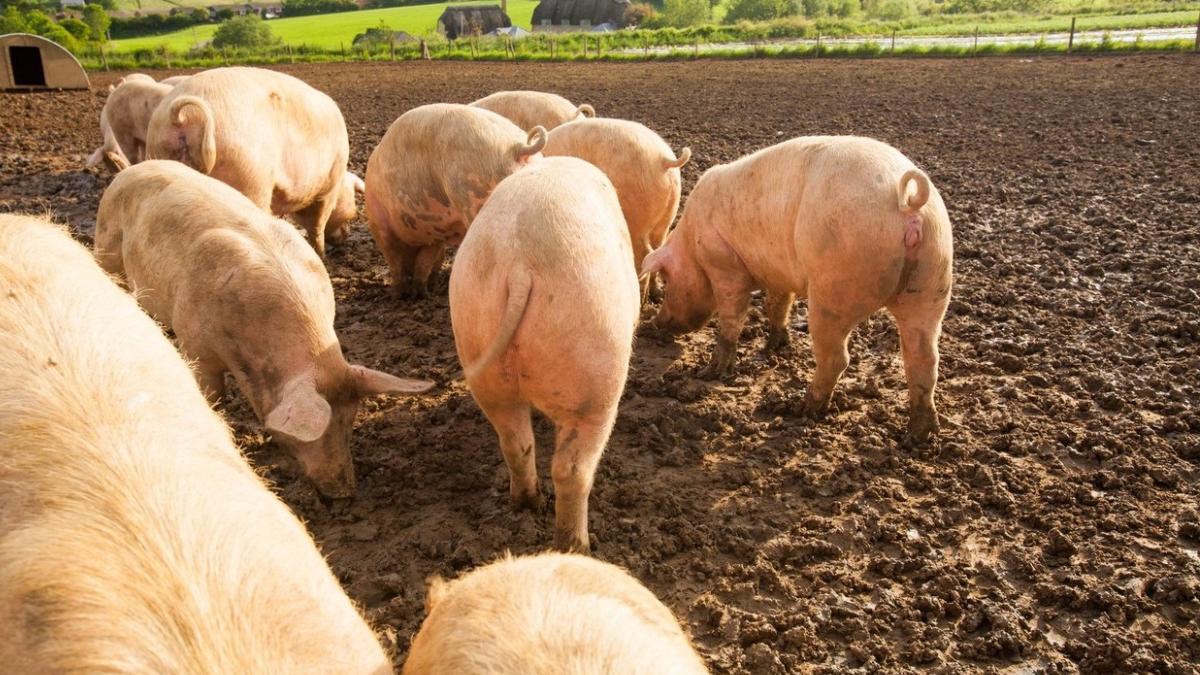 taierea porcului craciun 2022 conditii reguli romani