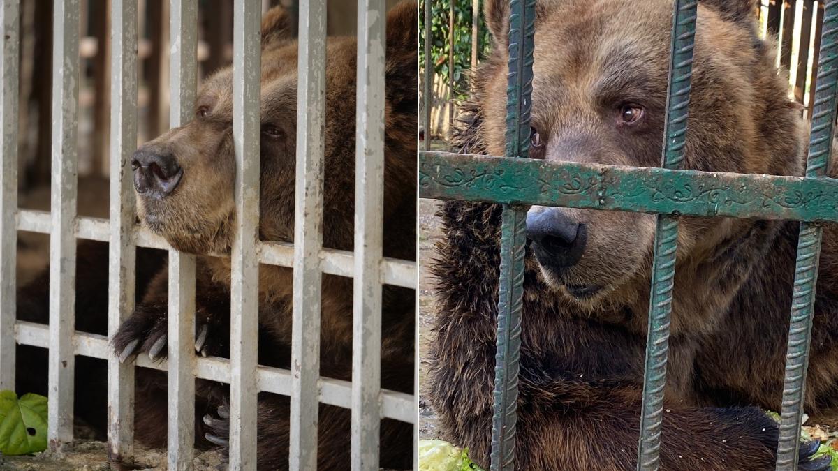 urs mark eliberat 20 cusca restaurant tirana