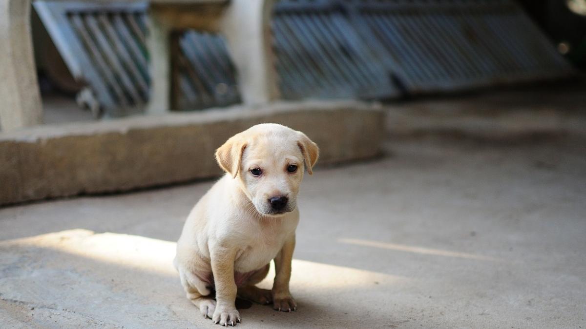 ultima editie 2022 targul de adoptii cainii fara stapan mall vitan