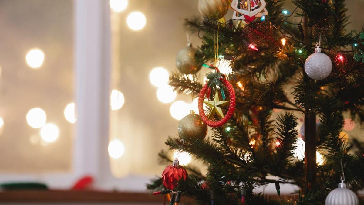 brad preturi pom de craciun