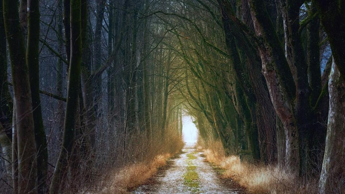 tanar disparut spanzurat padure valea magherusului