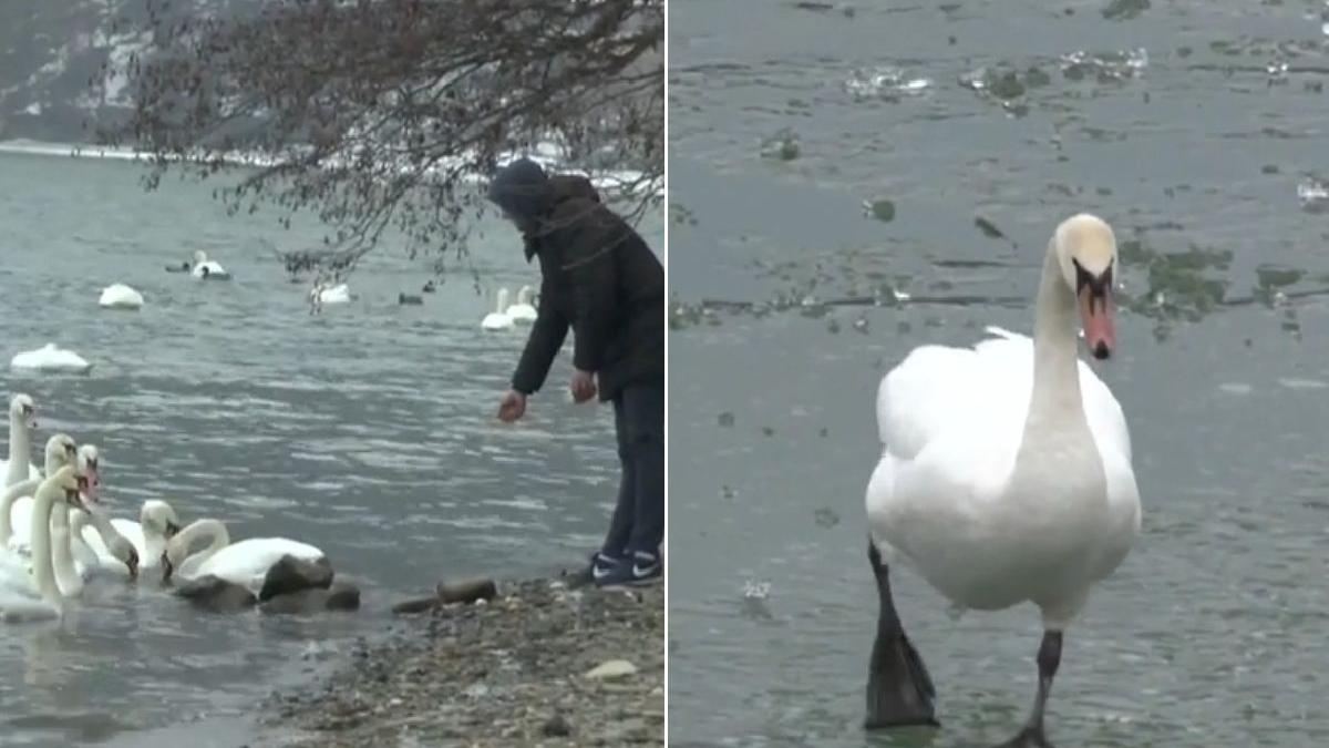 alerta gripa aviara neamt lebede moarte