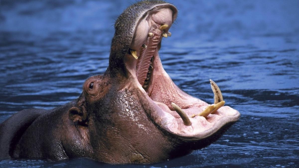 copil doi ani inchitit de viu hipopotam uganda scapat cu viata