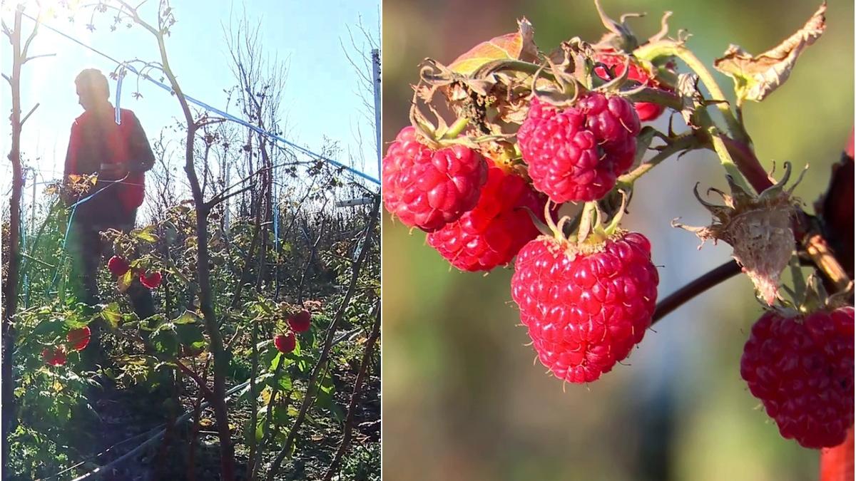 oras romania oamenii culeg zmeura