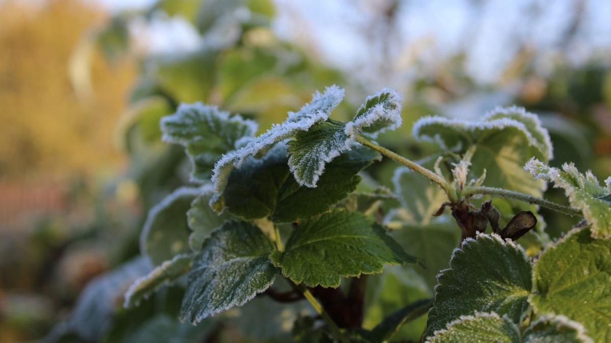 zmeura producator buzau iarna