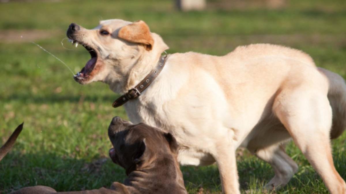 barbat gasit mort atacat haita caini