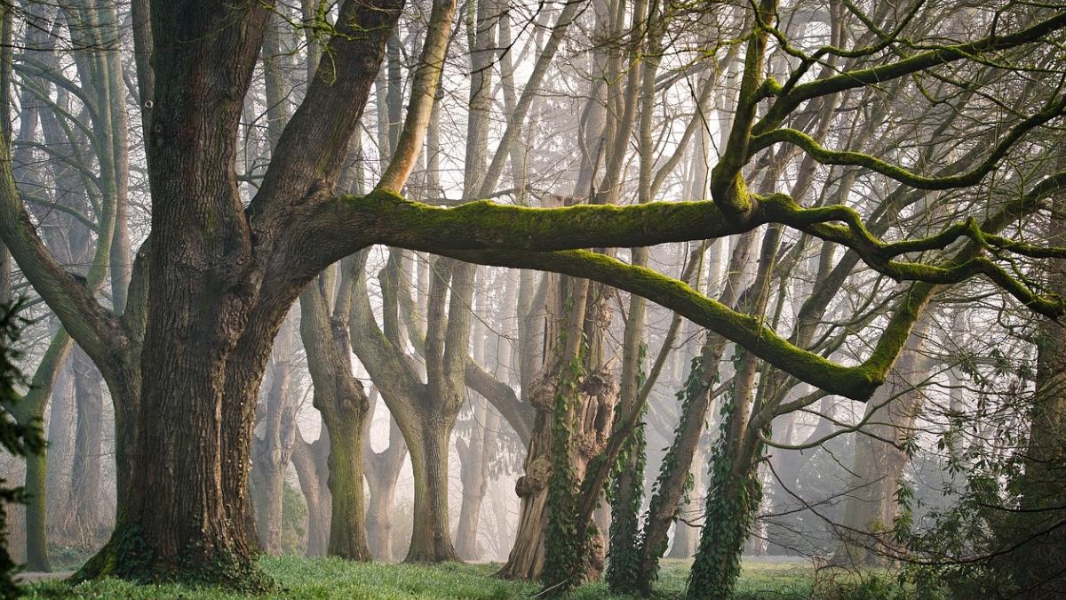 tanar gasit spranzurat sora lui padure poiana campina prahova