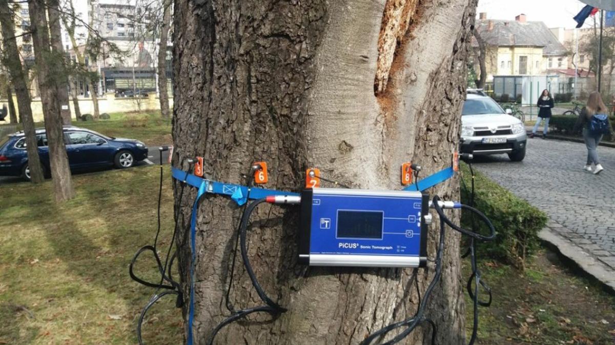 arbori galati tomograf