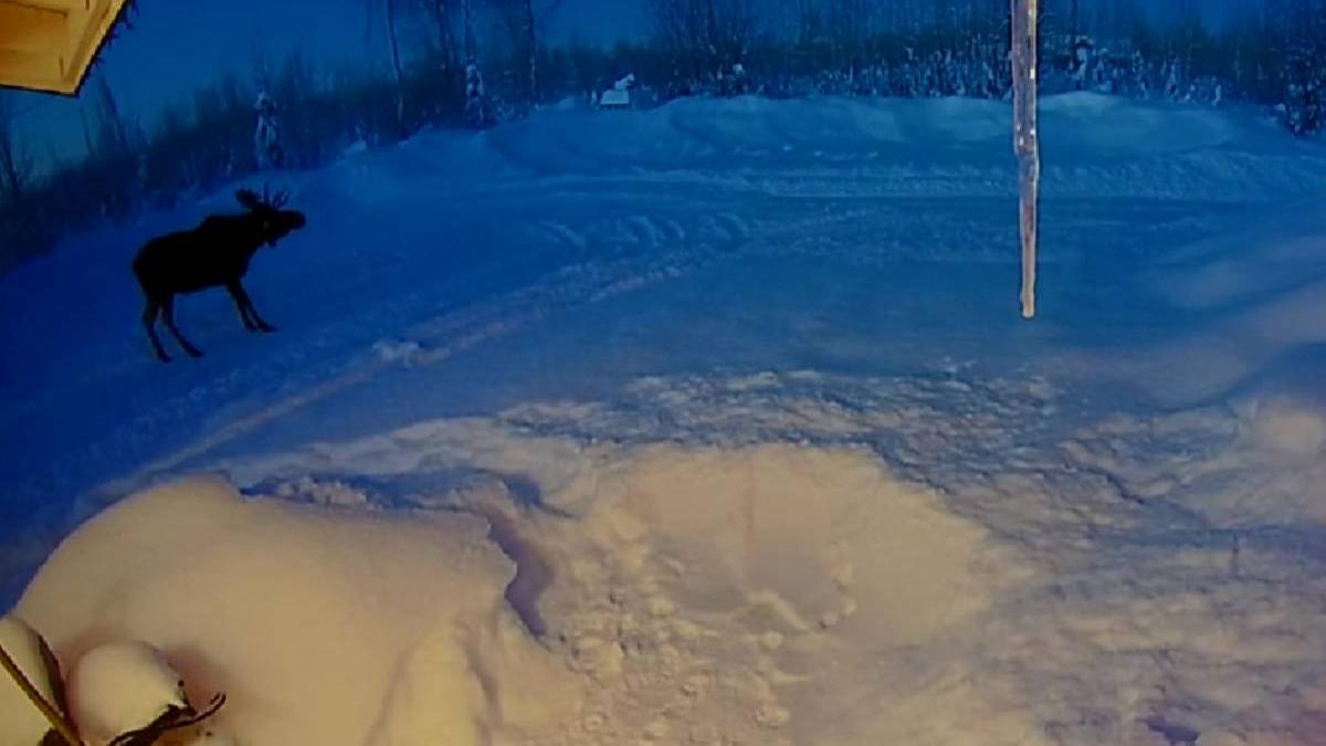 elan pierdut coarne video