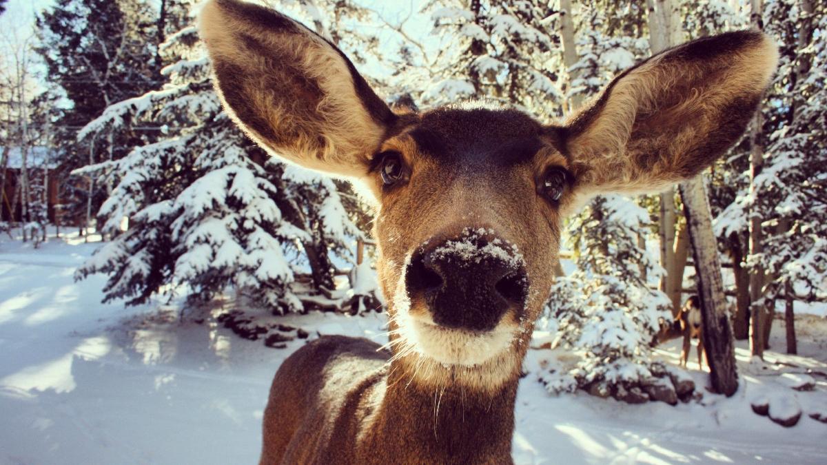 un alt fel de singur acasa cum a fost salvat bambi dintr un rau din judetul hunedoara