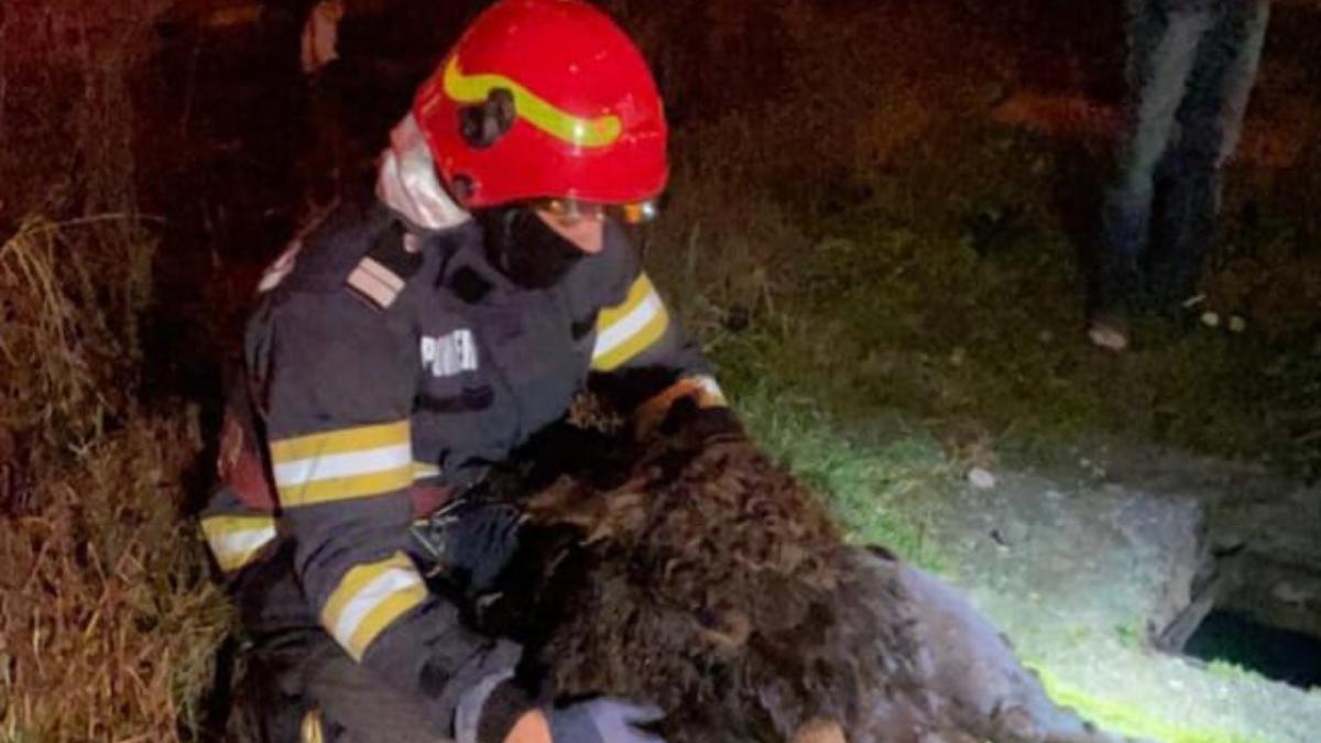 poveste aiurel magarus salvat pompieri prima zi 2023