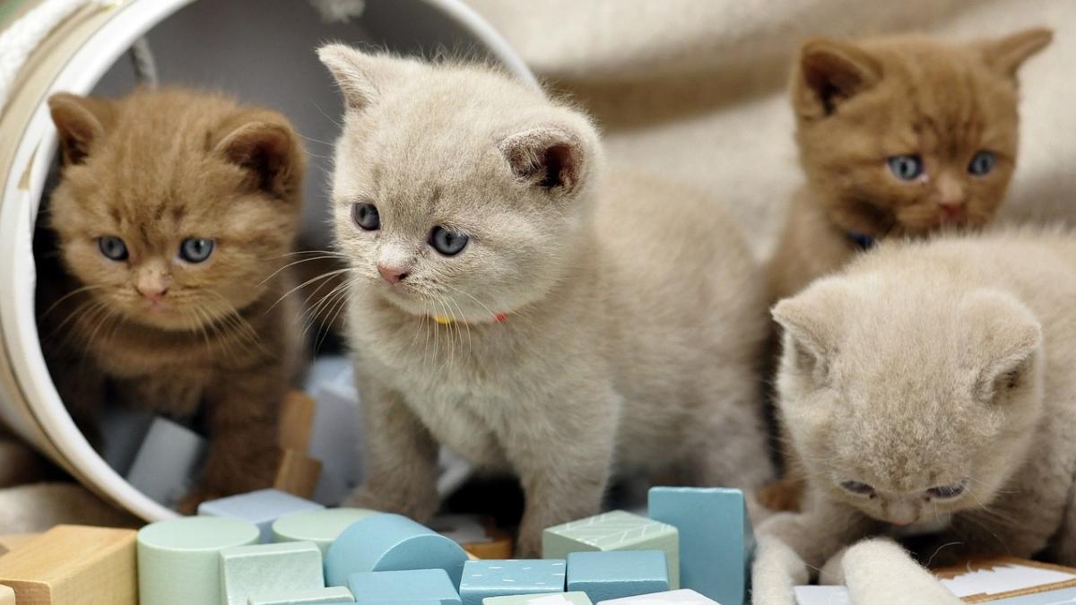 pisici benefice sanatate fizica emotionala stapani cum ajuta felinele