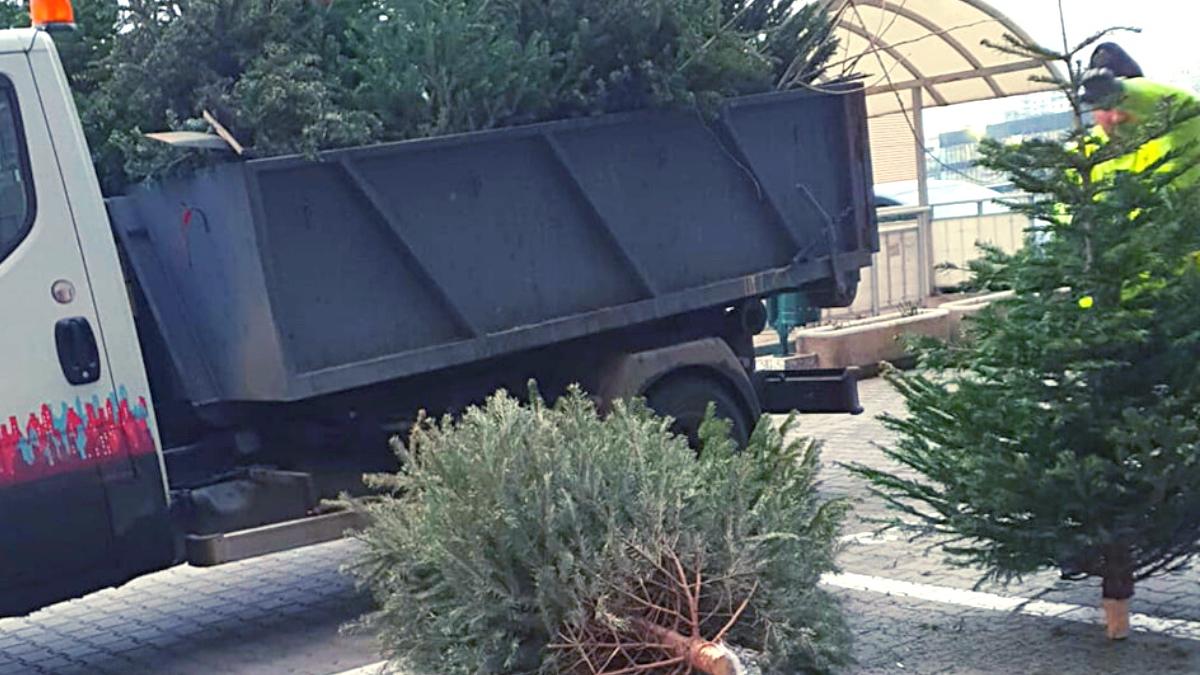 ce facem cu brazii dupa craciun bucuresteni colectati gratuit