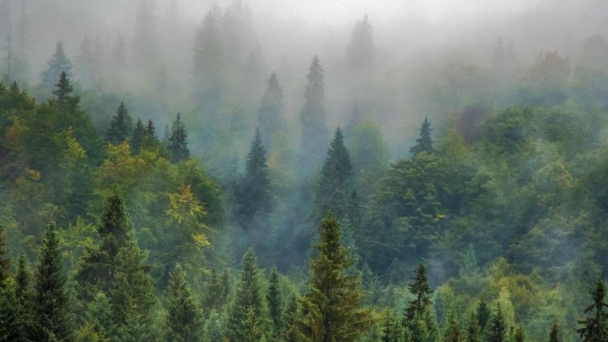 romsilva paduri romania vanat plante fructe venituri