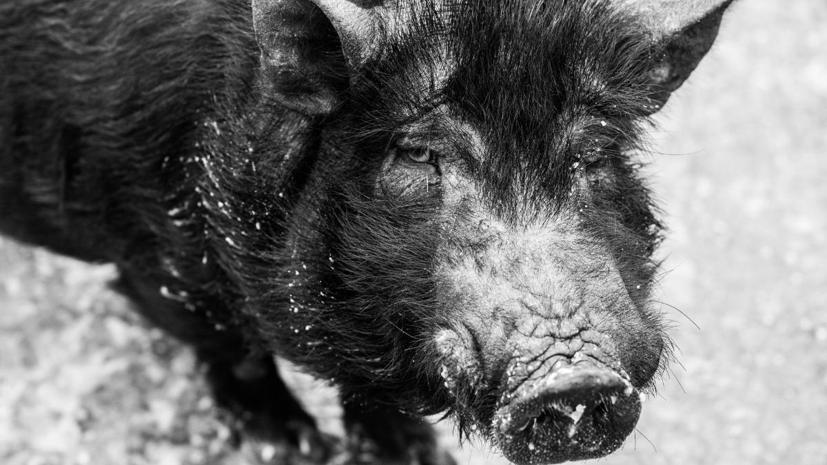 un barbat a fost atacat de un mistret la vanatoare in judetul buzau