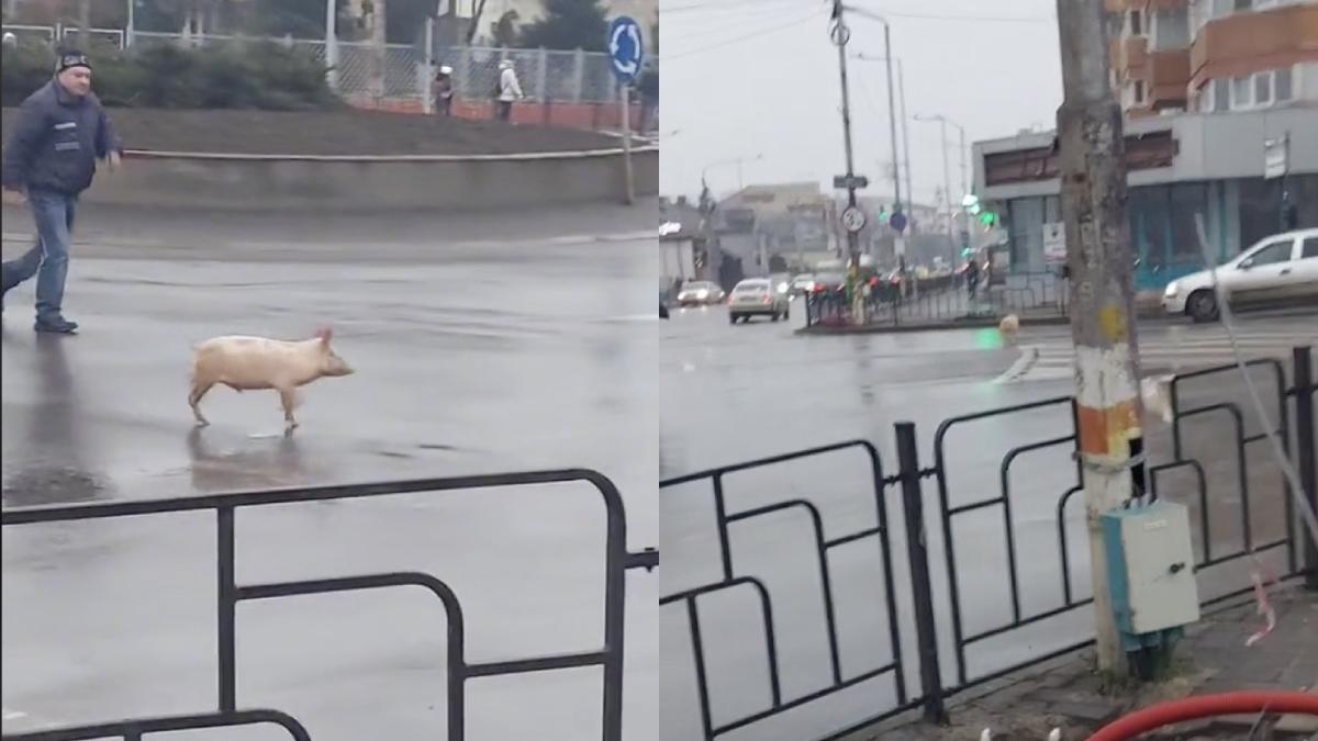 glume internet porc filmat alerga intersectie bacau