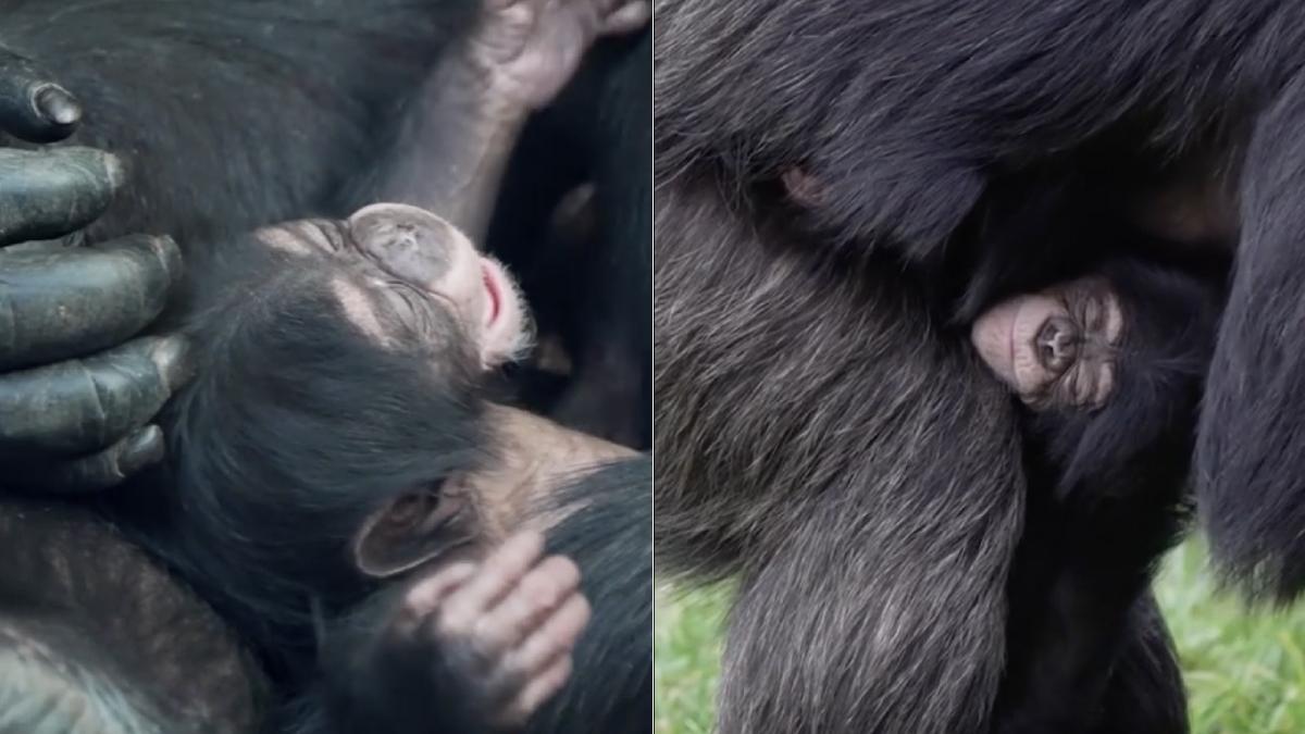 pui cimpanzeu specie rara nascut gradina zoologica marea britanie