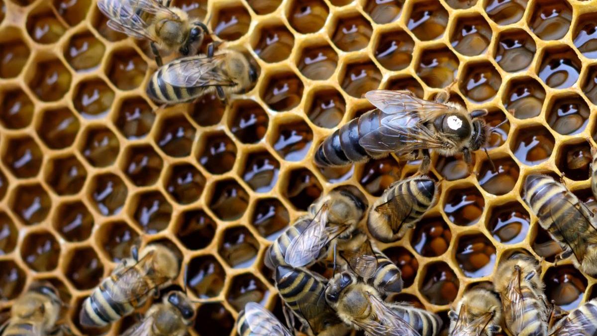 de ce aleg apicultorii matcile carnica