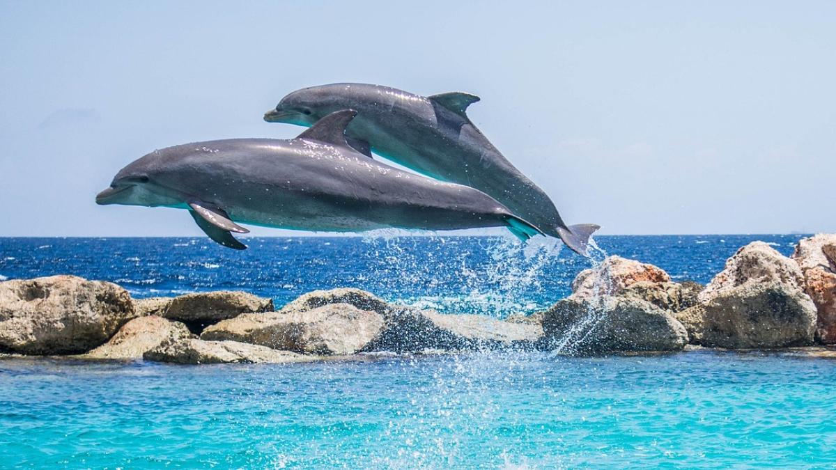 delfinii striga semeni acopera zgomote activitati umane