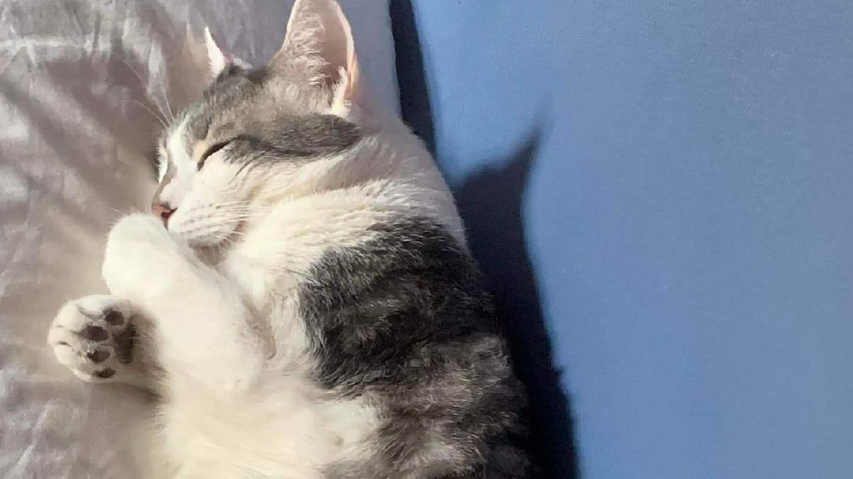 pisica disparuta guvernator bolivia