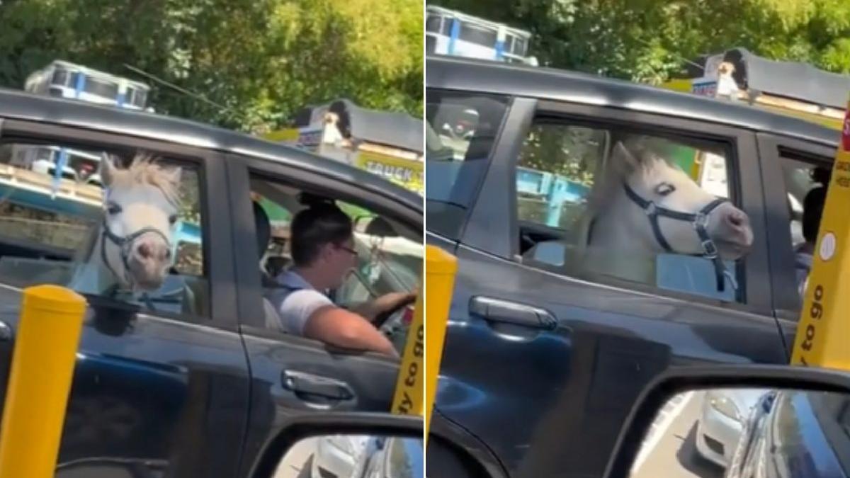 imagini virale femeie cal masina inghetata