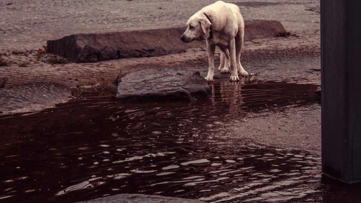 12 000 lei amenda femeie satu mare abandonat caine bolnav sant