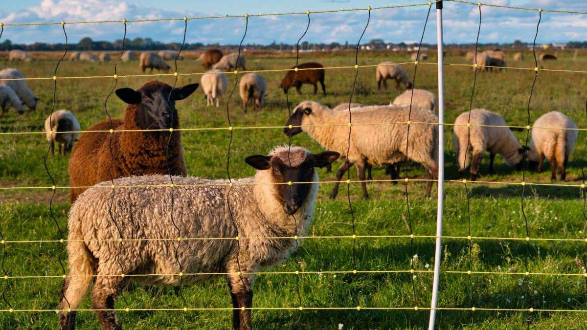 gard electric animale 6 pasi principali