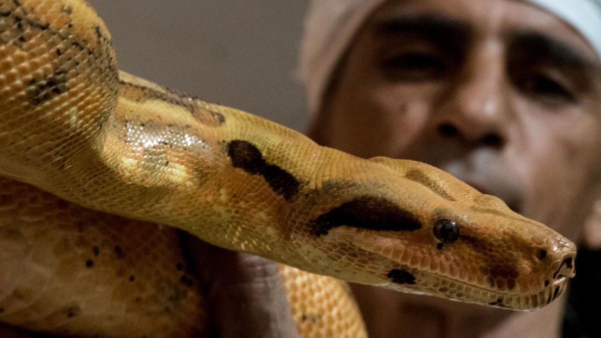 surpriza stiinta noua specie boa pitic