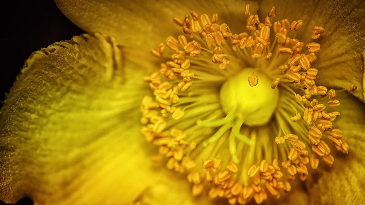 dieta restrictie calorica tumori