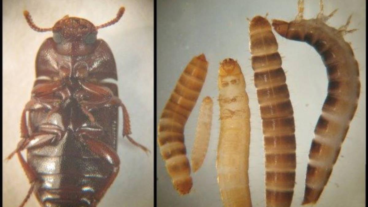 larva gandacului de balegar consum uman