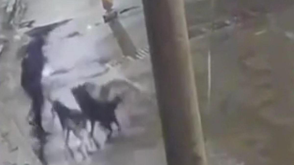 barbat atacat caini roades brasov mort