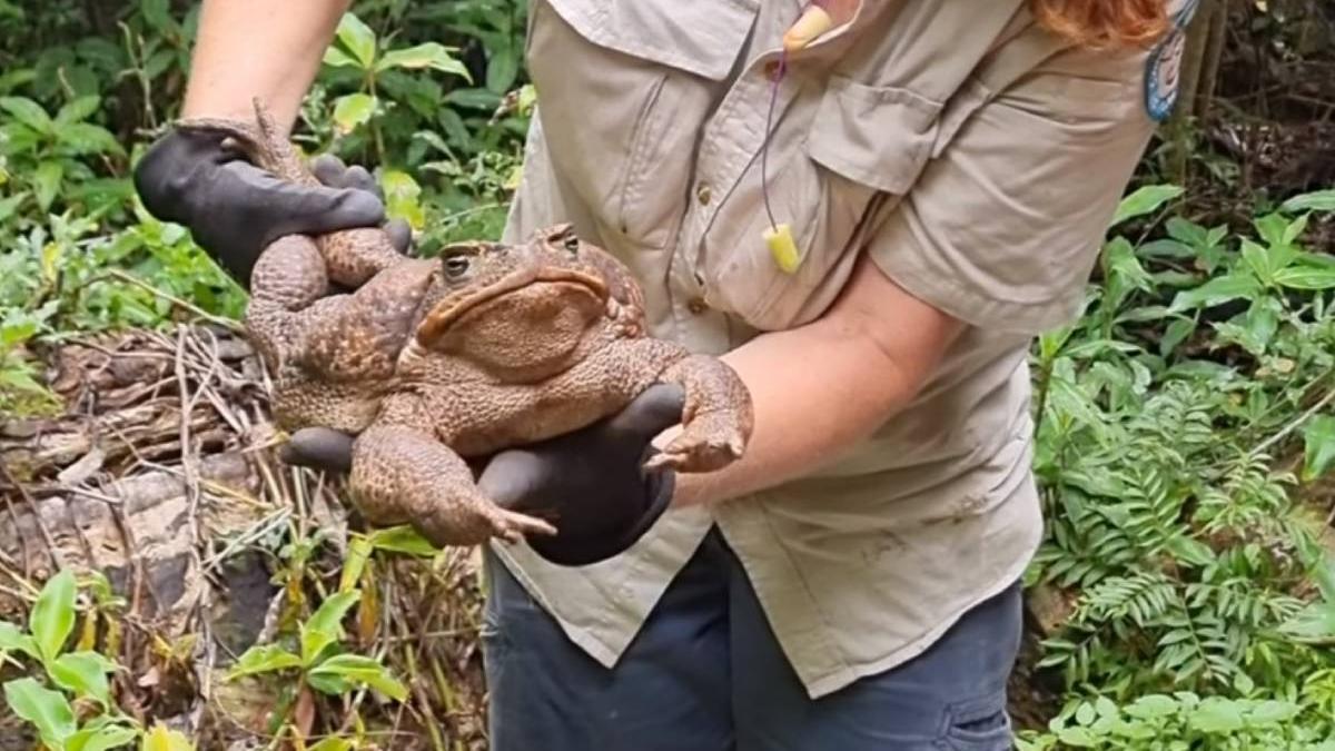 broasca mare ucisa de autoritati australia