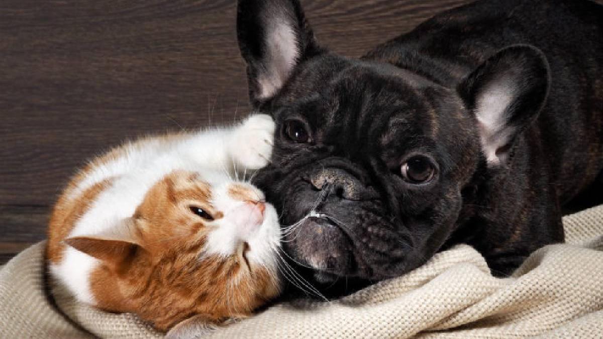 caini bot scurt interzisi tarile de jos