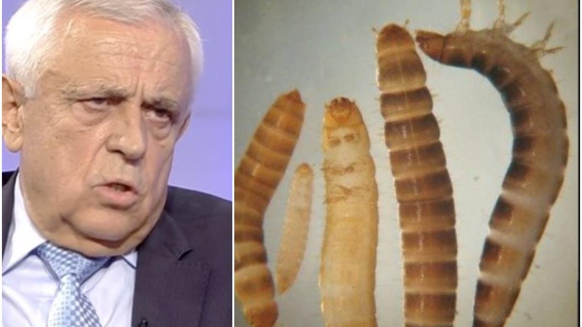 petre daea despre larva gandacului de balegar aprobat de ue ca aliment comestibil